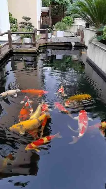 koi pond with combi drum filter