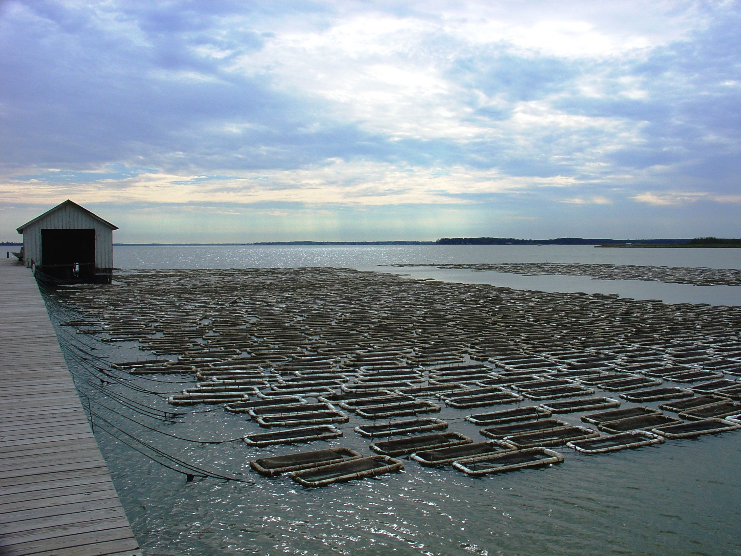 How Advanced Pond Filters Are Transforming Fish Farms