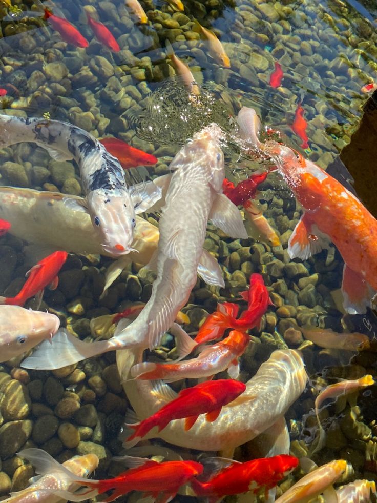 Are koi ponds hard to maintain?