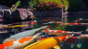 Five common misunderstandings about water quality when breeding koi