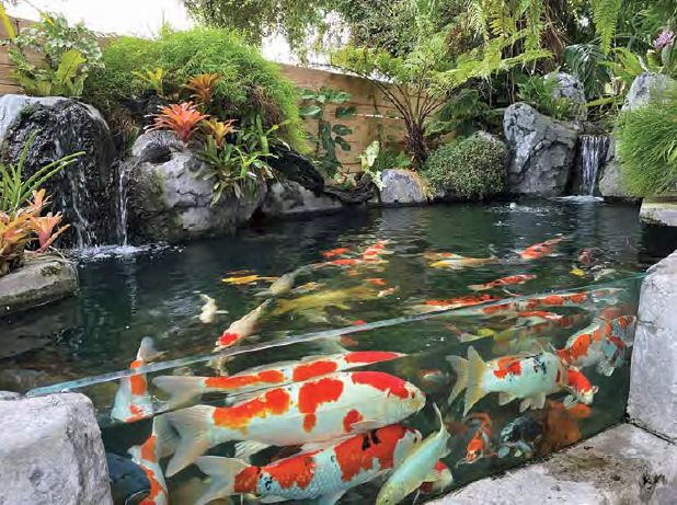 Five common misunderstandings about water quality when breeding koi