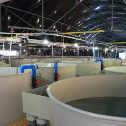 ras aquaculture